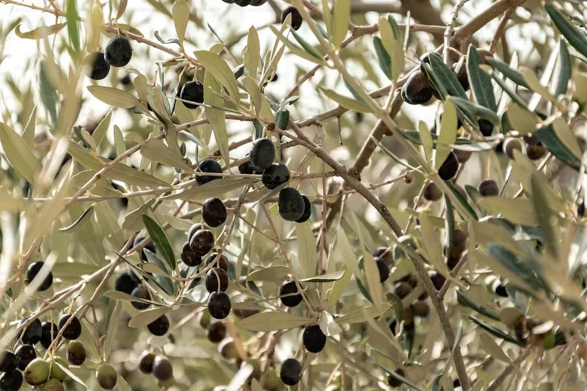Vesta House Bademli'nin zeytin ağacı gölgesindeki avlusu